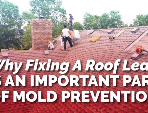 Why Fixing A Roof Leak Is An Important Part Of Mold Prevention