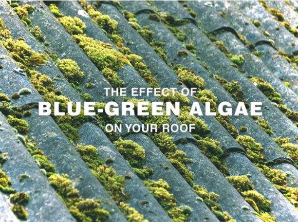 The Effect of Blue-Green Algae on Your Roof
